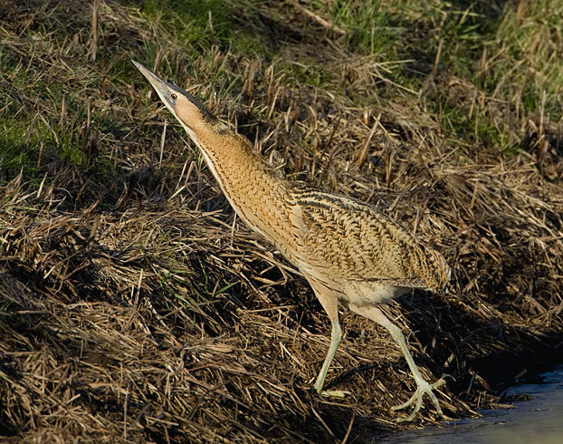 roerdomp met lange nek.jpg